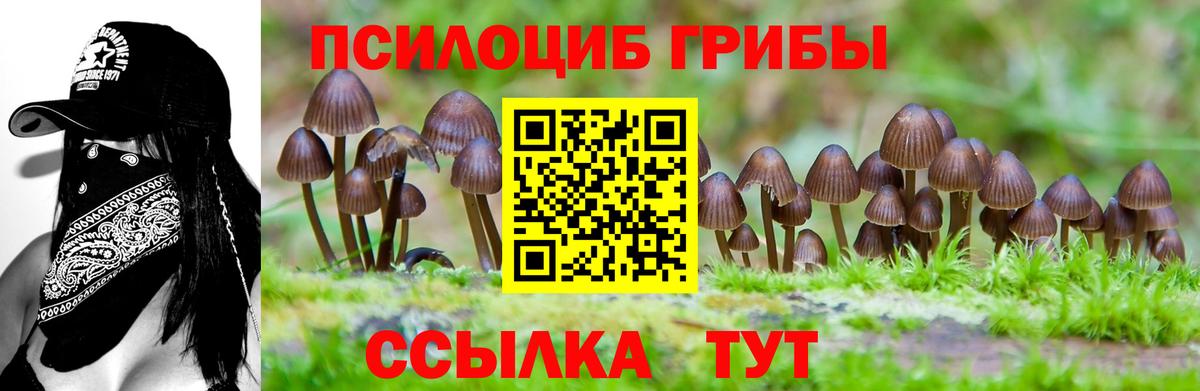 Галлюциногенные грибы Psilocybe  Вход с VPN  Курчалой 